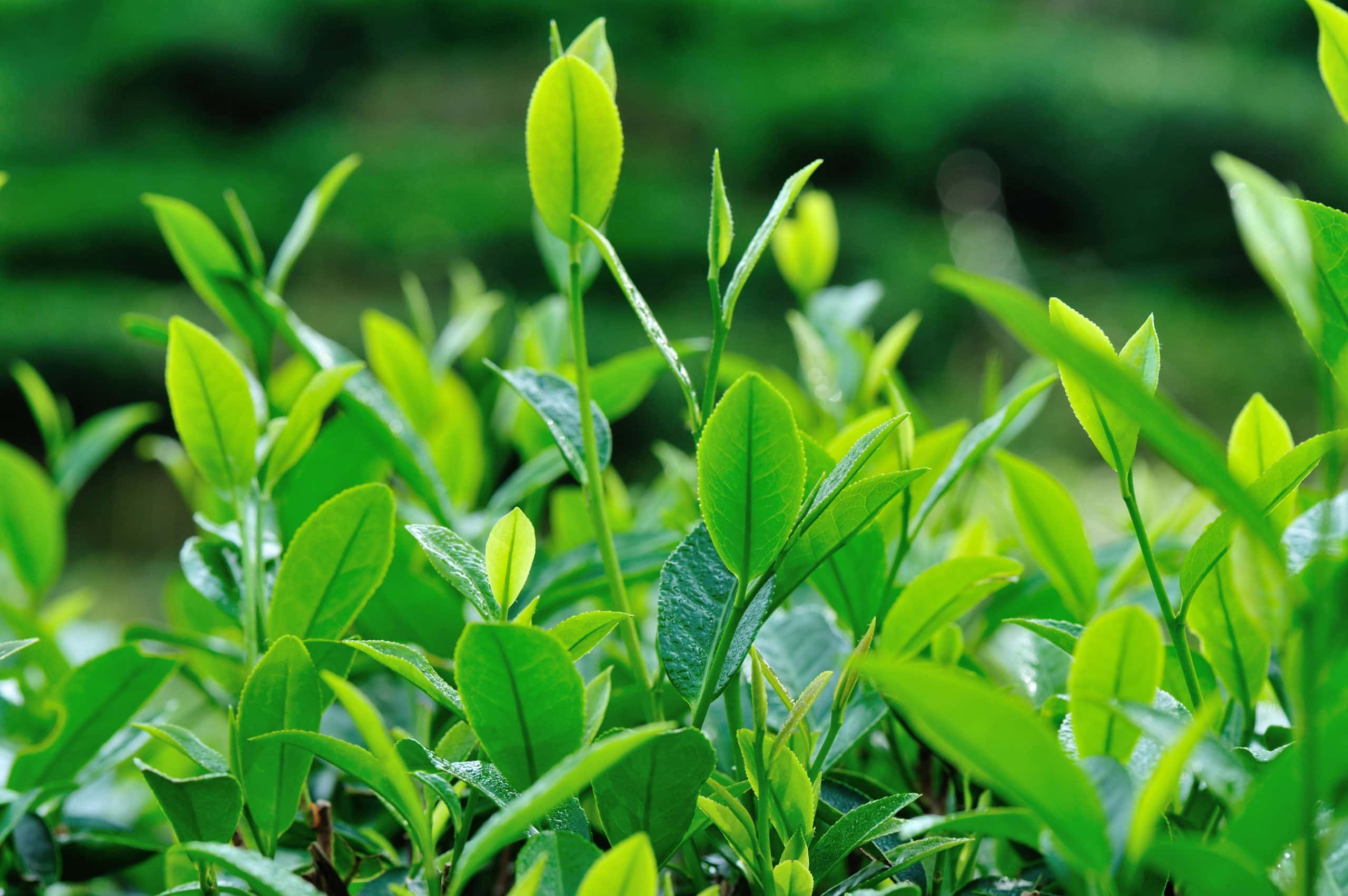Is Tea Tree Oil Good for Acne? - Aesthetics Unique